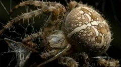 Spider site: odezva těla a první pomoc